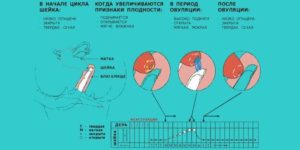 Тонус матки после овуляции