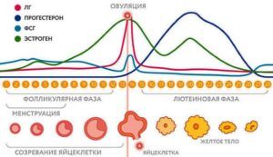 На какой день менструального цикла