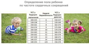 По частоте сердцебиения пол ребенка