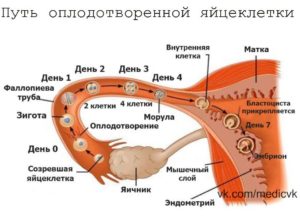 Какое время яйцеклетка способна к оплодотворению после овуляции