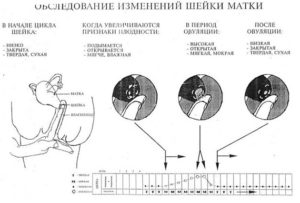 Какая матка на ощупь на ранних сроках беременности