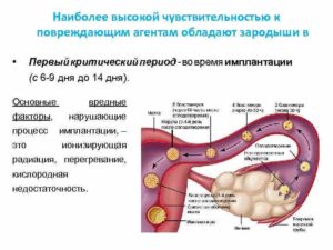 Через какое время происходит имплантация эмбриона после зачатия