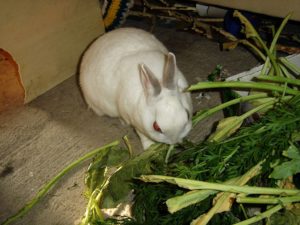 Ботва свеклы для кроликов