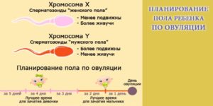 Кто отвечает за пол ребенка мужчина или женщина