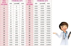 Как должно расти хгч при беременности по дням