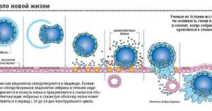 На каком сроке беременности эмбрион прикрепляется к матке