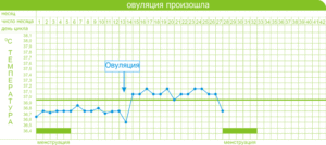 Температура тела в овуляцию