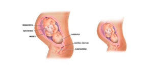 Развитие плода 36 недель