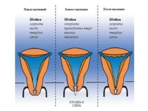 Какая матка на ощупь на ранних сроках беременности