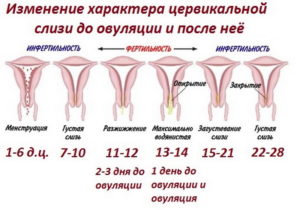 Перед овуляцией какие выделения должны быть и симптомы