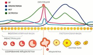 Прогестероновая фаза месячного цикла