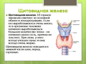 Тироксин за что отвечает