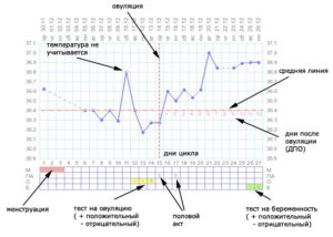 После овуляции на какой день повышается температура