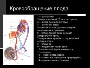 Когда у матери и плода появляется общий кровоток