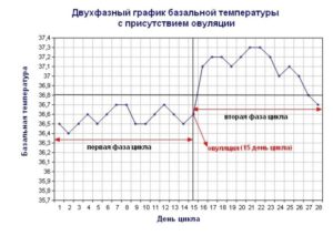 Температура тела при зачатии