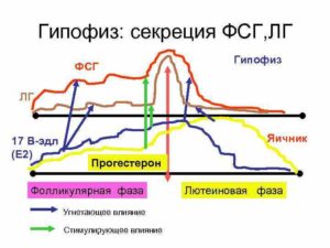 Соотношение лг и фсг в первой фазе цикла