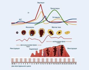 Прогестероновая фаза месячного цикла