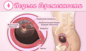 Признаки беременности на четвертой неделе