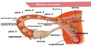 Ппа в день овуляции