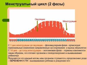 2 фазы менструационного цикла