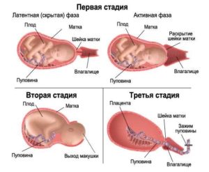 Может ли малыш шевелится во время схваток