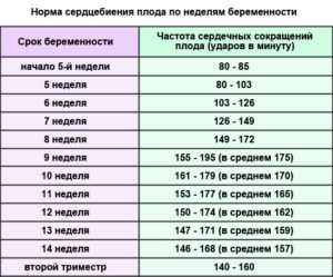 Сердцебиение по неделям беременности
