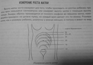 Расположение матки по неделям