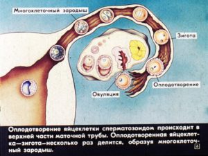 Симптомы что оплодотворение произошло