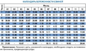 Календарь супоросности даты ожидаемых опоросов