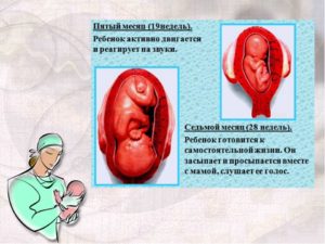 Плод очень активно шевелится