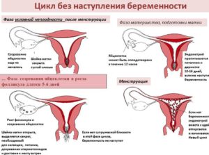 Пришли месячные после зачатия