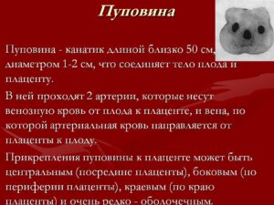 Строение и функции пуповины