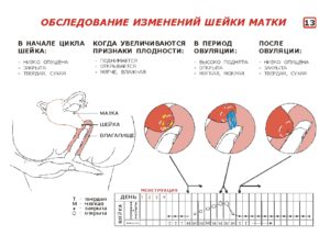 Может ли не быть овуляции если есть месячные