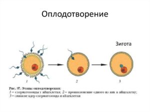 Если оплодотворение произошло признаки