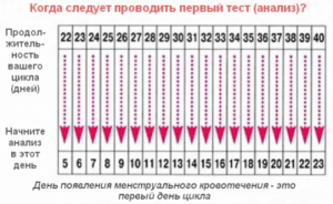 Может ли быть овуляция на 17 день цикла