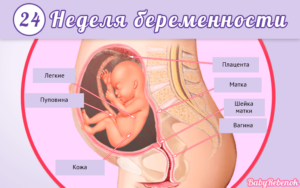 Как на 24 неделе расположен ребенок в животе