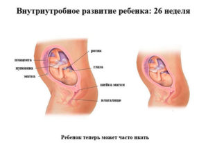 Как должен шевелиться ребенок на 26 неделе беременности