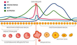 Овуляция сразу после месячных при регулярном цикле