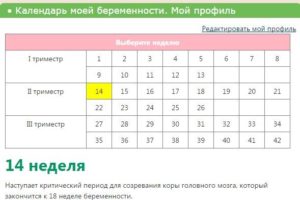 Миссфит календарь беременности по неделям