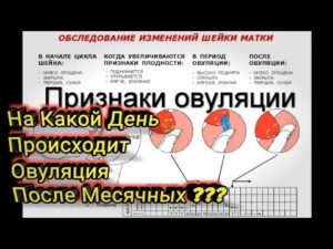 Может ли сразу после месячных наступить овуляция