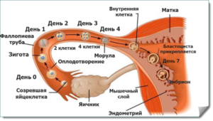 Через сколько дней после овуляции происходит оплодотворение яйцеклетки