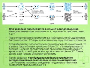 Кто отвечает за пол ребенка мужчина или женщина