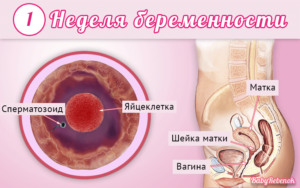 Первая неделя беременности как протекает