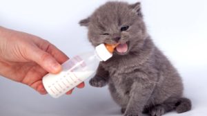 Молоко можно давать котенку