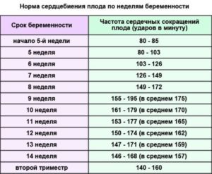 Сердцебиение малыша при беременности