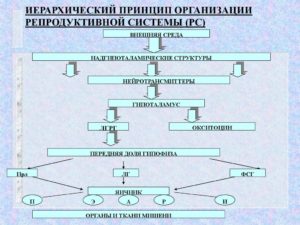 5 уровней репродуктивной системы