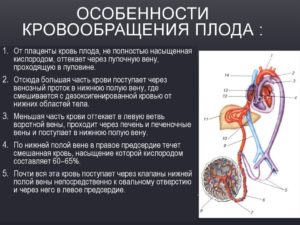 Когда у матери и плода появляется общий кровоток