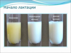 Сколько перегорает молоко у женщины