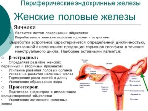 Гормоны в женском организме и их роль