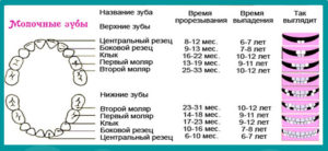 Температура при прорезывании зубов сколько дней